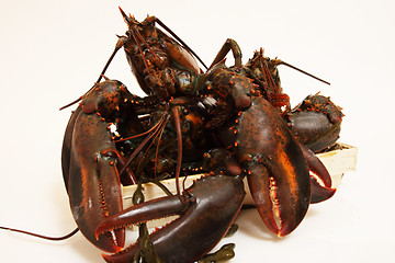 Image showing live lobsters on algae and a white background