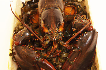 Image showing live lobsters on algae and a white background