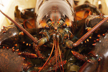 Image showing live lobsters on algae and a white background