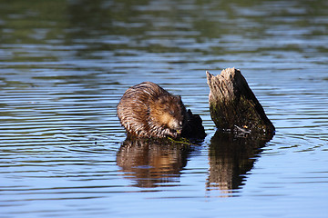 Image showing muskrat eats algae in the middle of the water