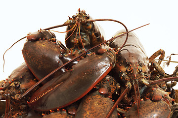 Image showing live lobsters on algae and a white background