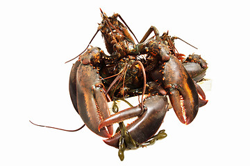 Image showing live lobsters on algae and a white background