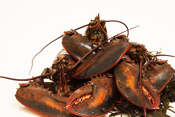 Image showing live lobsters on algae and a white background