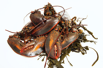 Image showing live lobsters on algae and a white background