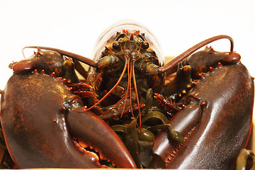 Image showing live lobsters on algae and a white background