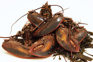 Image showing live lobsters on algae and a white background