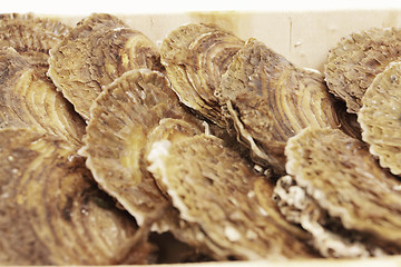 Image showing oysters in a wooden box on a white background