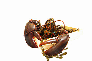 Image showing live lobsters on algae and a white background