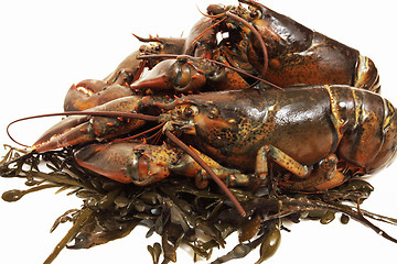 Image showing live lobsters on algae and a white background