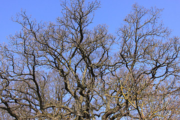 Image showing large old oak in the winter sun