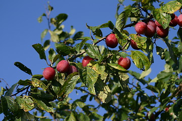 Image showing Plum tree