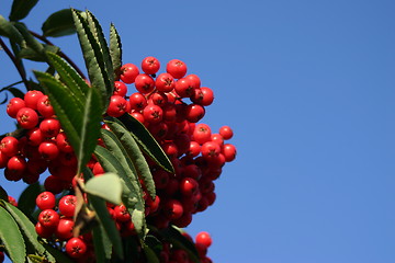 Image showing Rowanberries