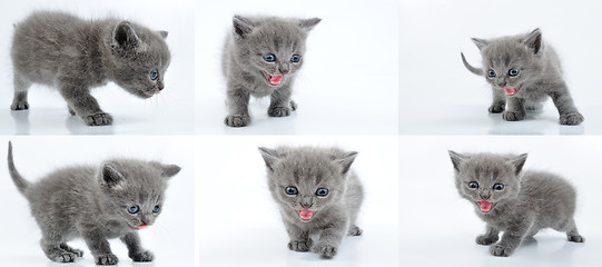 Image showing set of baby kitten walking and meowing