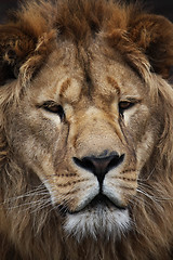 Image showing Lion's portrait
