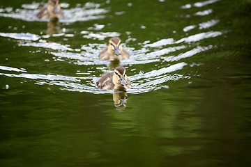 Image showing Little ducking