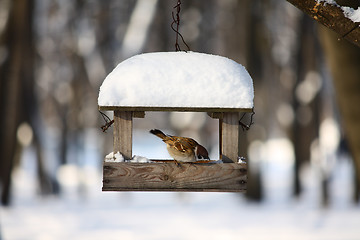 Image showing Little sparrow on a seed-can