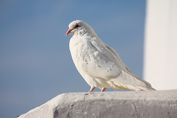 Image showing White dove and clear sky