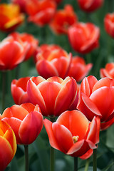 Image showing Some tulips