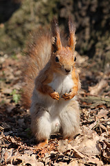 Image showing Beautiful squirrel in a leafs