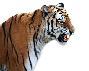 Image showing Tiger roaring