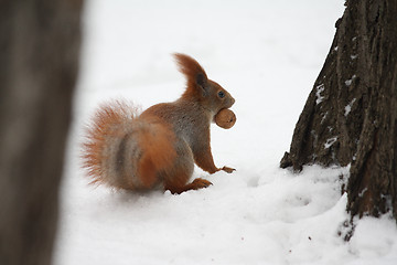 Image showing Squirrel with nut on a snow