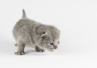 Image showing Little kitten