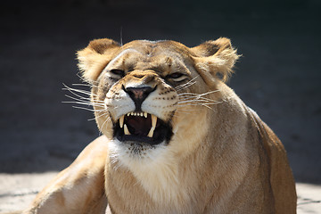 Image showing Lioness' bared teeth