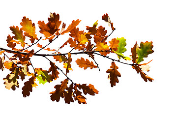 Image showing Colored leafs on tree isolated on the white