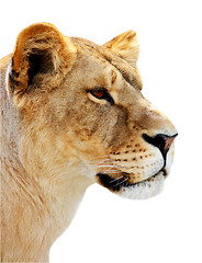 Image showing Female lion portrait isolated