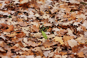 Image showing blade of grass among oak's leafs 