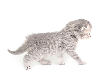 Image showing Little kitten walking