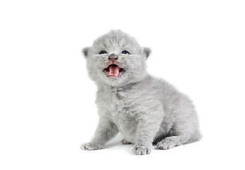 Image showing Little kitten