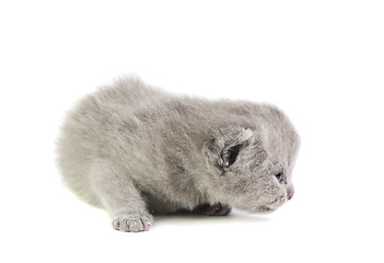 Image showing Little kitten