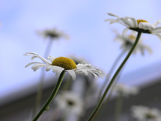 Image showing Daisies