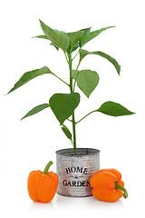 Image showing Orange Pepper Plant