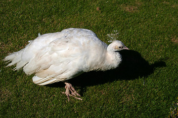 Image showing Albino peacock