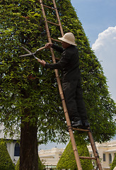 Image showing cutting garden