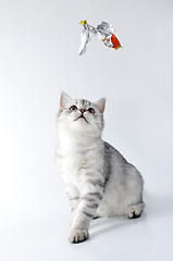 Image showing  silver gray white tabby  Scottish kitten playing