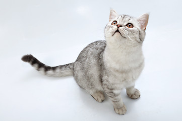 Image showing adorable silver tabby Scottish cat looking up