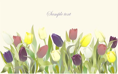 Image showing Tulip flowers border. Greeting card with tulips. Colorful fresh spring tulips.