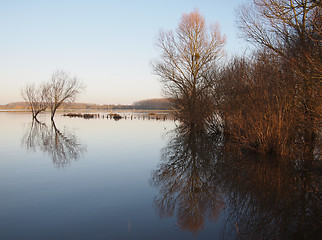 Image showing Trees reflections at dawn, during a winter river flood.