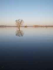 Image showing Trees reflections at dawn, during a winter river flood.