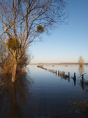 Image showing Trees reflections at dawn, during a winter river flood.