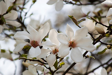 Image showing Magnolia