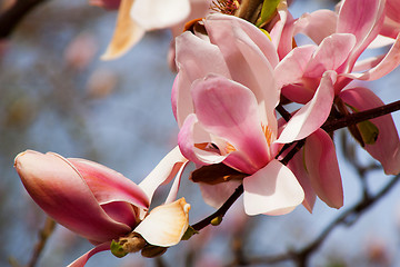 Image showing Magnolia