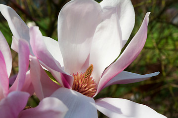Image showing Magnolia