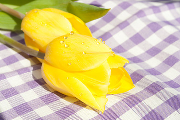 Image showing Tulips in Sunlight