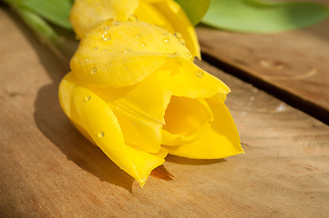 Image showing Yellow Tulips