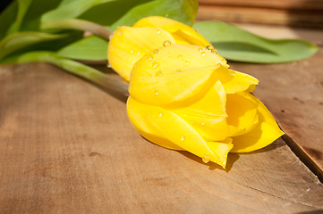 Image showing Yellow Tulips