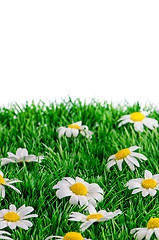 Image showing Daisies on grass